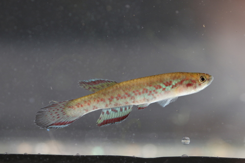 Chaytor's killi (Scriptaphyosemion chaytori) — Nothobranchiidae