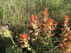 Castilleja lindheimeri