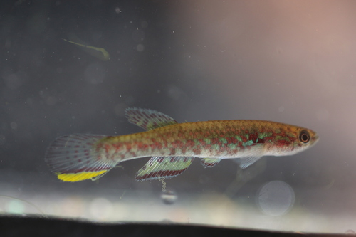 Chaytor's killi (Scriptaphyosemion chaytori) — Nothobranchiidae — 4