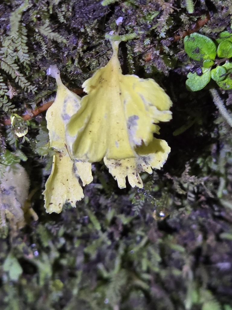 Cotylidia aurantiaca · March 2024 · photo: © alan_rockefeller (iNaturalist, cc-by-sa)