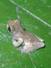 Dendropsophus parviceps