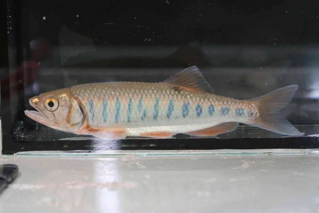 Steindachners roofkarper (Raiamas steindachneri) — Cyprinidae