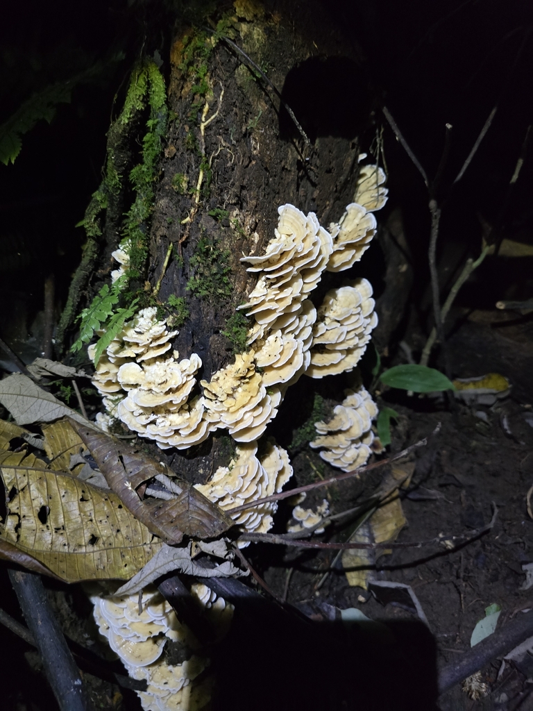Trametes membranacea