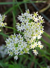 Allium fraseri