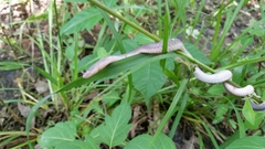 Carphophis amoenus amoenus