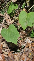 Vitis tiliifolia image
