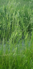 Avena sativa