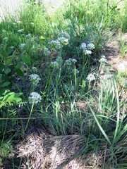 Allium fraseri