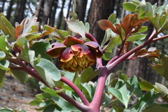 Paeonia brownii