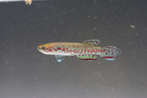 Chaytor's killi (Scriptaphyosemion chaytori) — Nothobranchiidae — 5