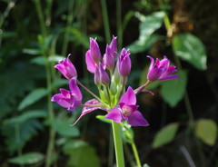 Allium peninsulare