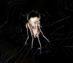 Cyphalonotus