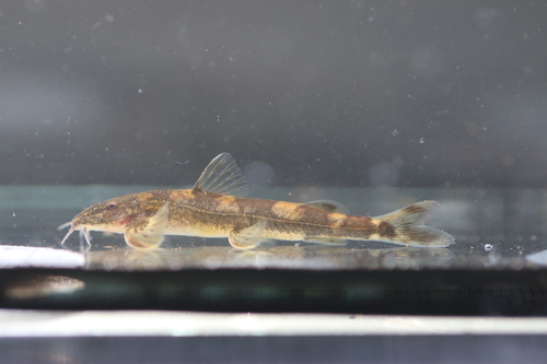 African mountain catfish (Amphilius rheophilus) — Amphiliidae