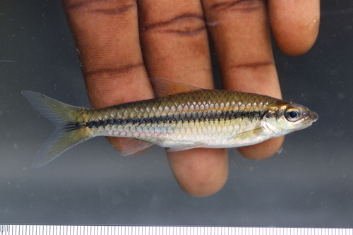 Bates' labeo (Prolabeo batesi) — Cyprinidae — 2