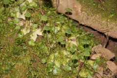 Cryptomitrium tenerum