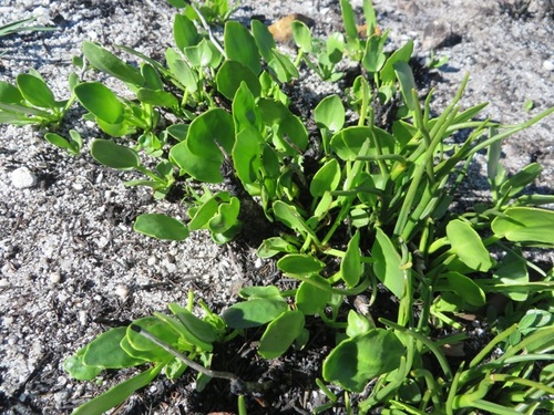 Image of Villarsia capensis by (c) linkie, some rights reserved (CC BY)