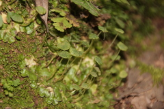 Cryptomitrium tenerum