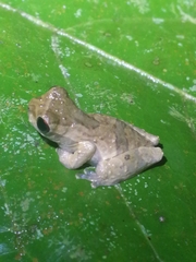 Dendropsophus parviceps