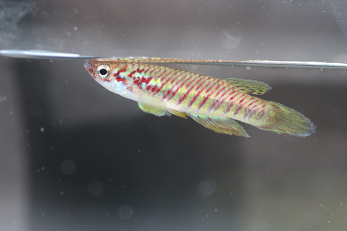 Njala panchax (Epiplatys njalaensis) — Nothobranchiidae — 3