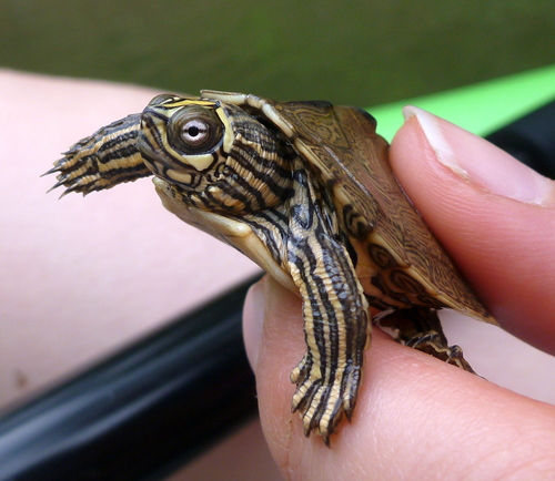 Ouachita Map Turtle