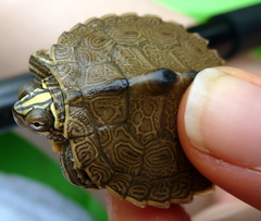 Graptemys ouachitensis