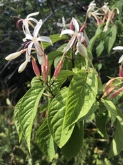 Clerodendrum minahassae
