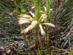 Erica thomae thomae