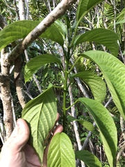 Clerodendrum minahassae