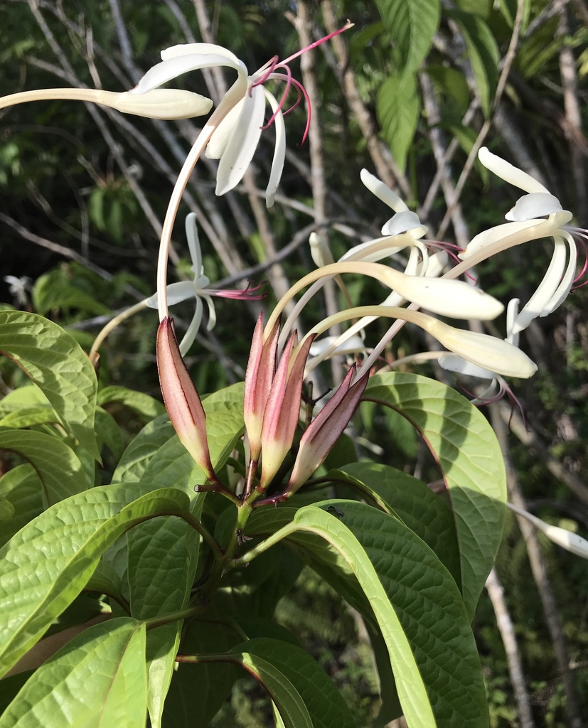 Starfish Glory Bower
