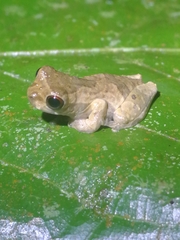 Dendropsophus parviceps