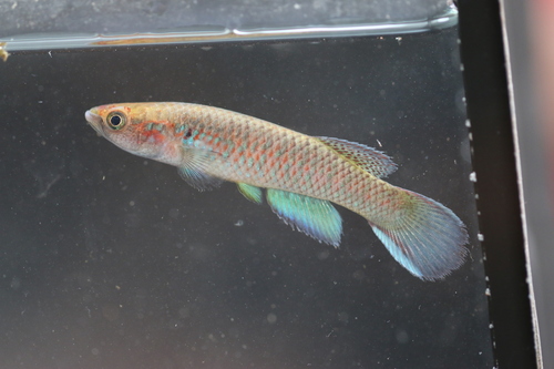 Guinean killi (Archiaphyosemion guineense) — Nothobranchiidae — 3