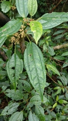 Pilea funkikensis
