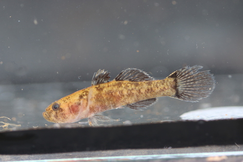 Kribia (Kribia kribensis) — Eleotridae — 2