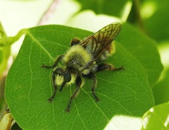 Laphria fernaldi