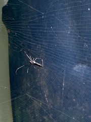Nephila pilipes