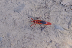 Macrocheraia grandis