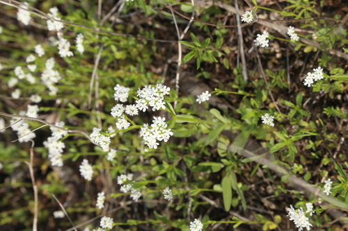 Image of Valerianella amarella by (c) Reid Hardin, some rights reserved (CC BY)
