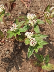 Euphorbia hirta image