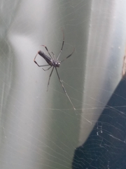 Nephila pilipes