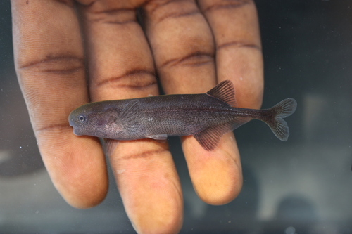 Brienomyrus elephantfish (Brienomyrus brachyistius) — Mormyridae — 2