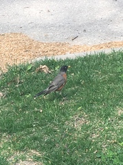Turdus migratorius