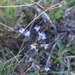 Lobelia divaricata