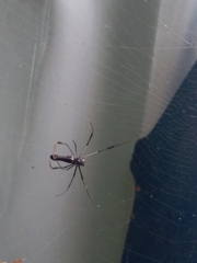 Nephila pilipes
