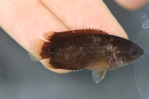 Tailspot climbing perch (Ctenopoma kingsleyae) — Anabantidae — 3