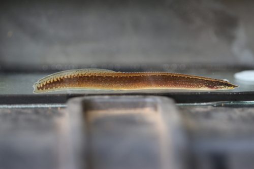 Liberian spiny eel (Mastacembelus liberiensis) — Mastacembelidae — 3