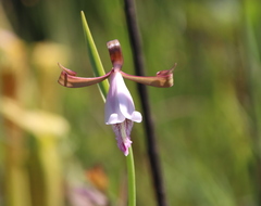 Cleistesiopsis oricamporum