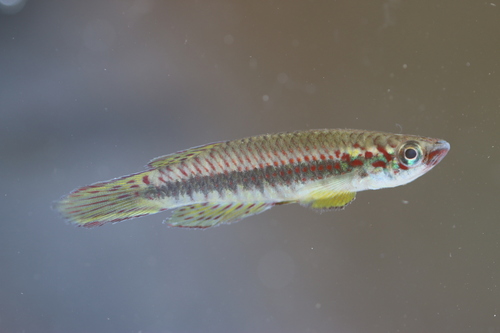 Njala panchax (Epiplatys njalaensis) — Nothobranchiidae