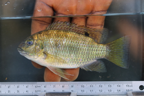 Louka tilapia (Coptodon louka) — Cichlidae — 5