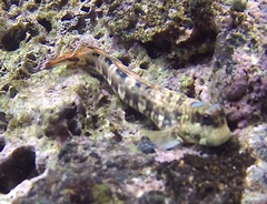 Istiblennius dussumieri