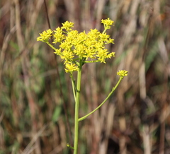 Polygala cymosa